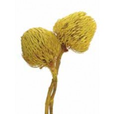 BANKSIA BAXTERII (no leaves) Yellow 12"-18" - OUT OF STOCK